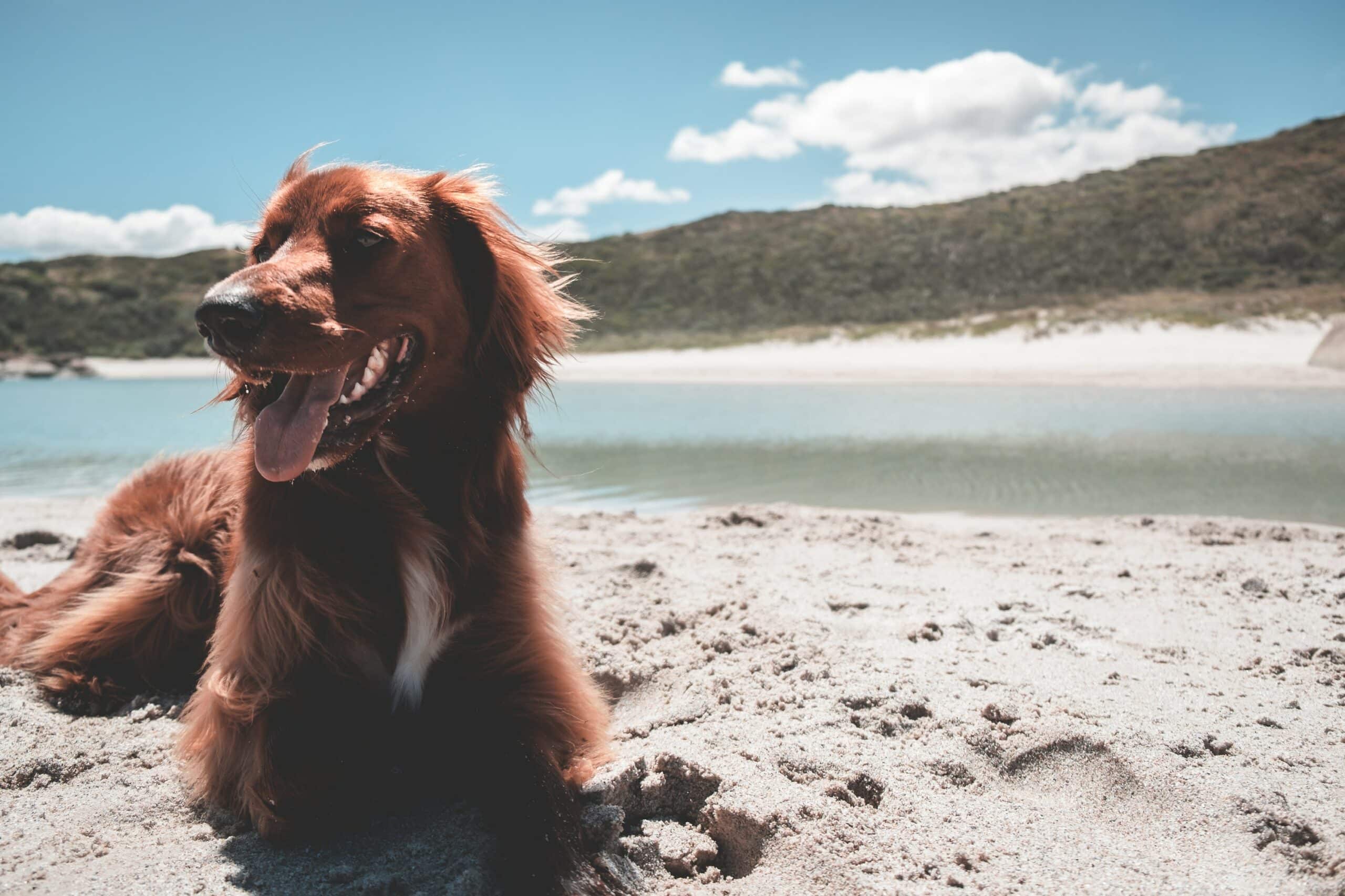 Find den rette hundeshampoo til din hund